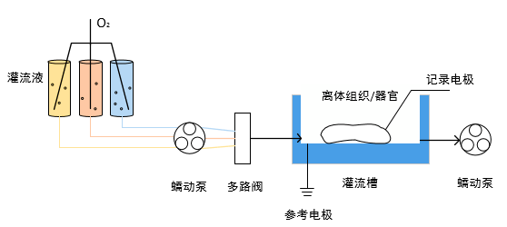 蠕動泵在組織灌流 泵送和分配培養(yǎng)基 緩沖溶液中的應(yīng)用